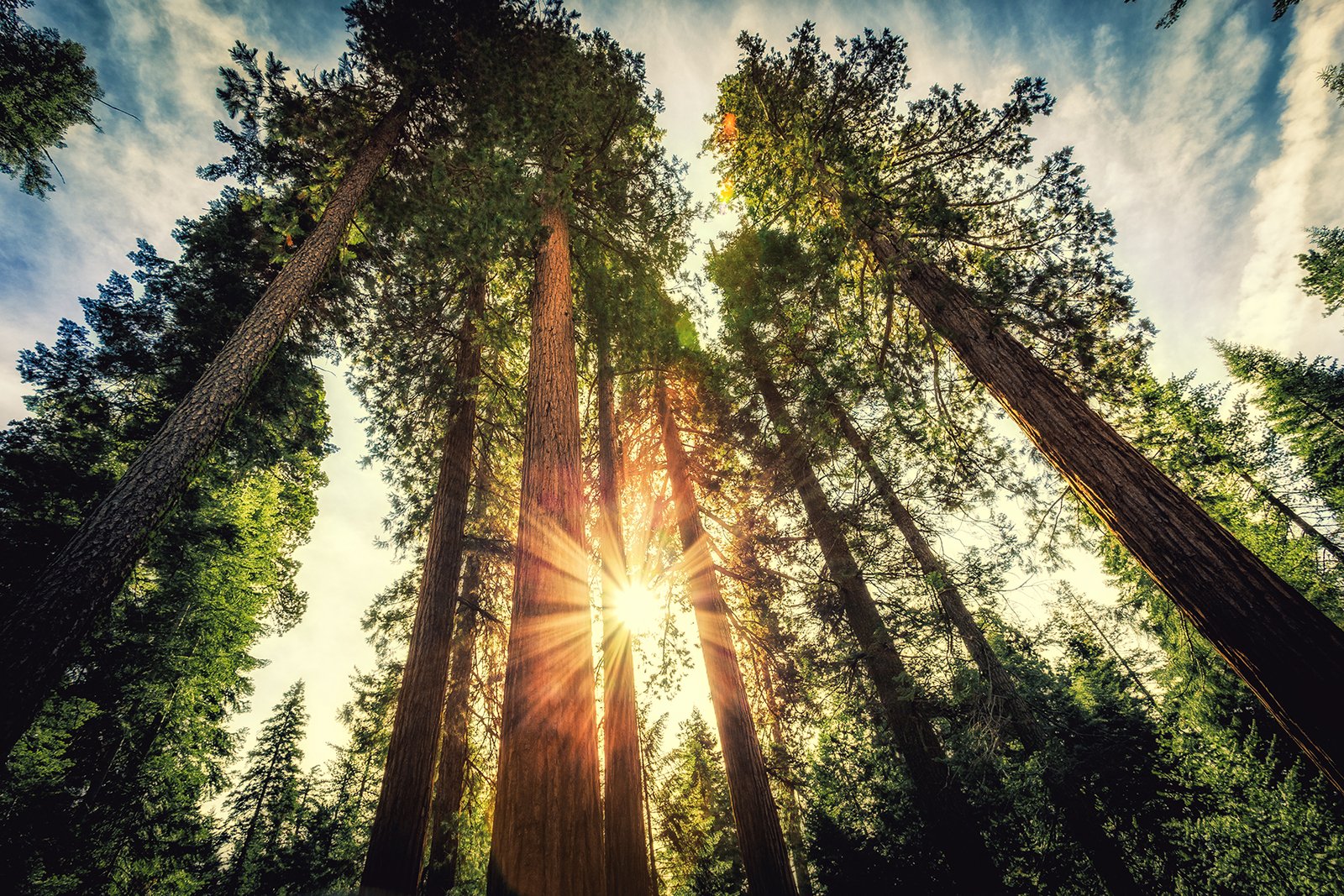 Forest